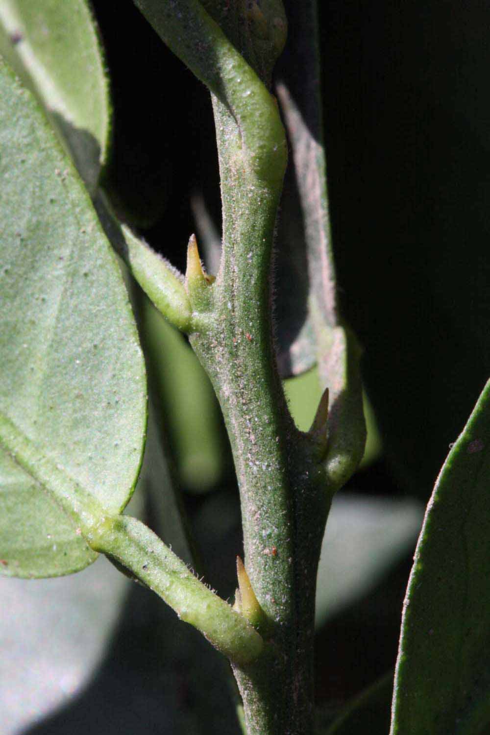            First year twig (Riverside, CA)   